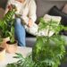 Top 10 Indoor Plants to Grow at Home